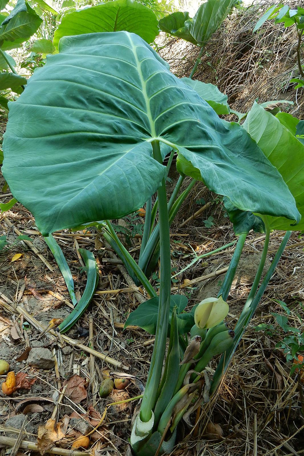 Xanthosoma Assorted - View 13 from www redcrocus com