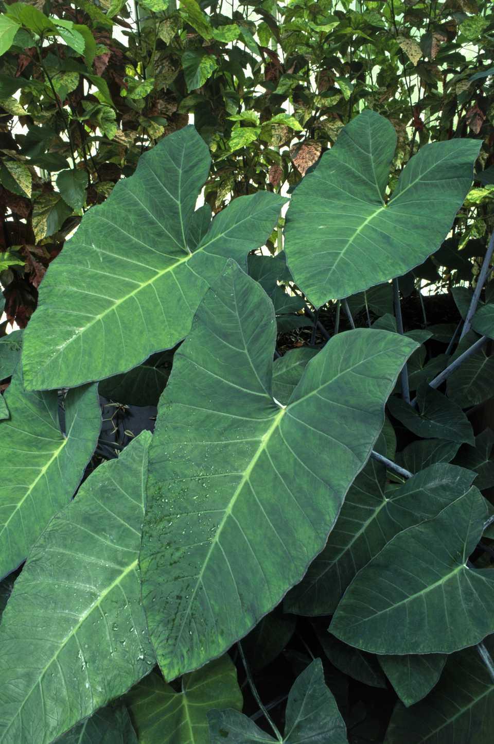 Xanthosoma Assorted - View 14 from www redcrocus com