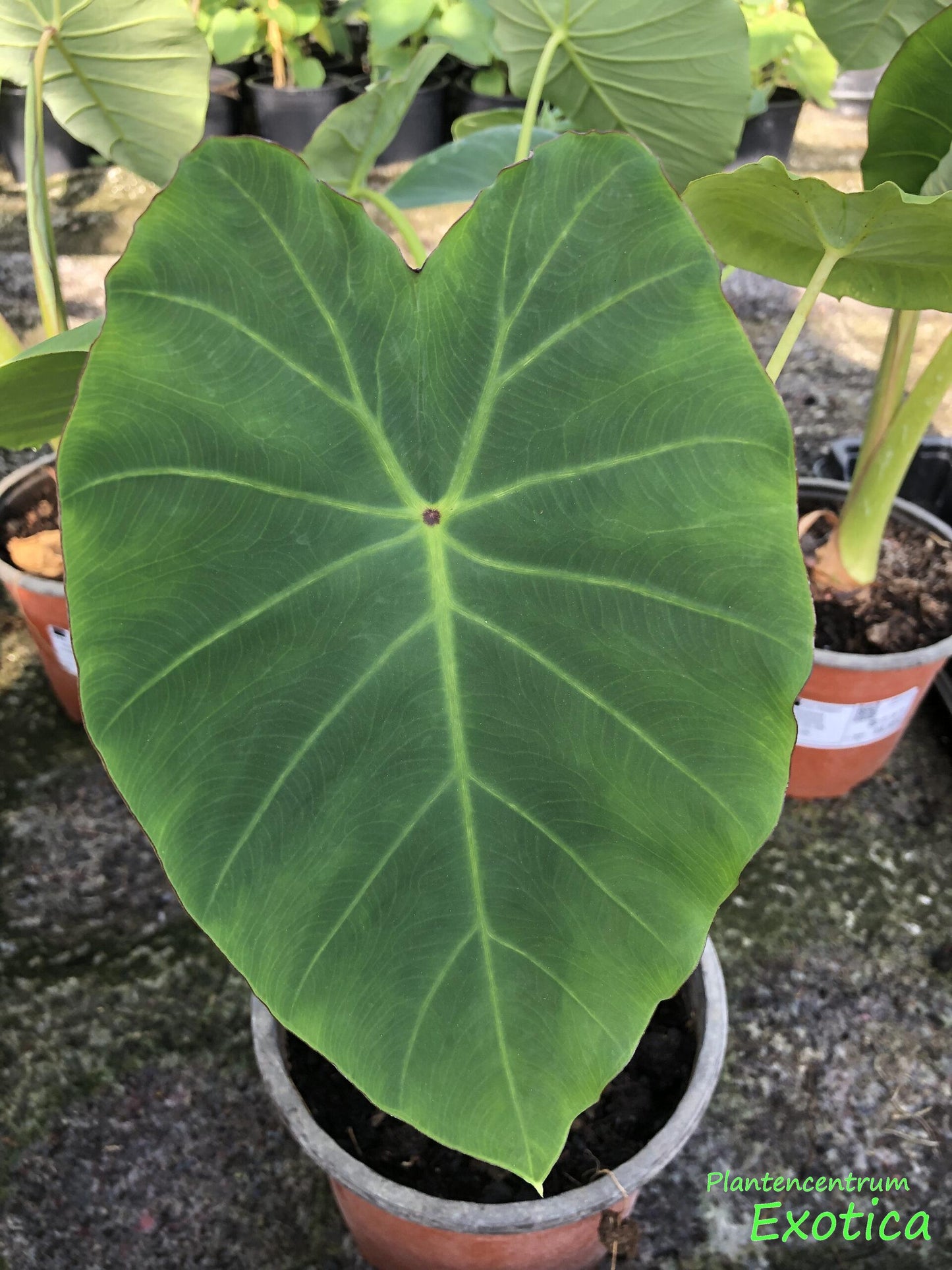 Xanthosoma Assorted - View 16 from www redcrocus com