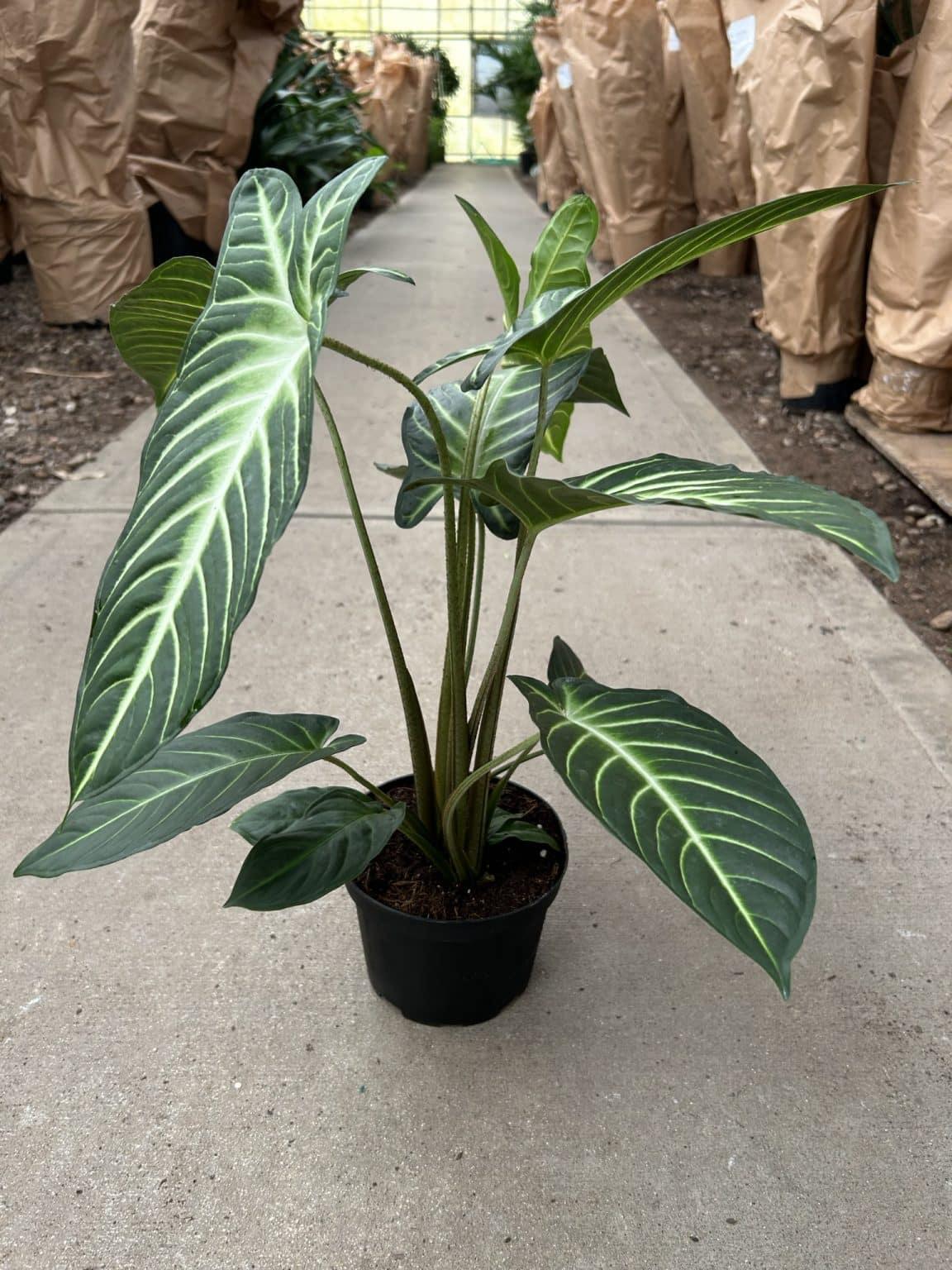 Xanthosoma Assorted - View 18 from www redcrocus com