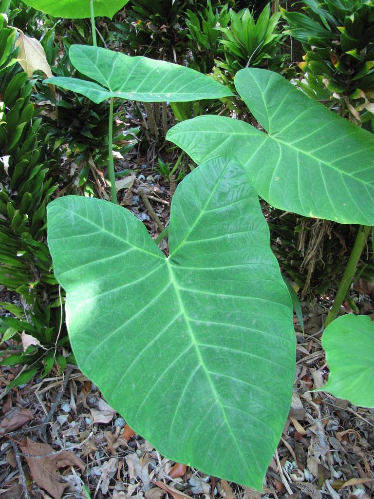 Xanthosoma Assorted - View 19 from www redcrocus com