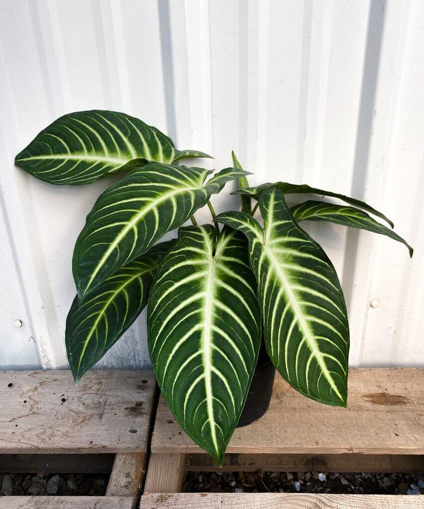 Xanthosoma Assorted - View 3 from www redcrocus com