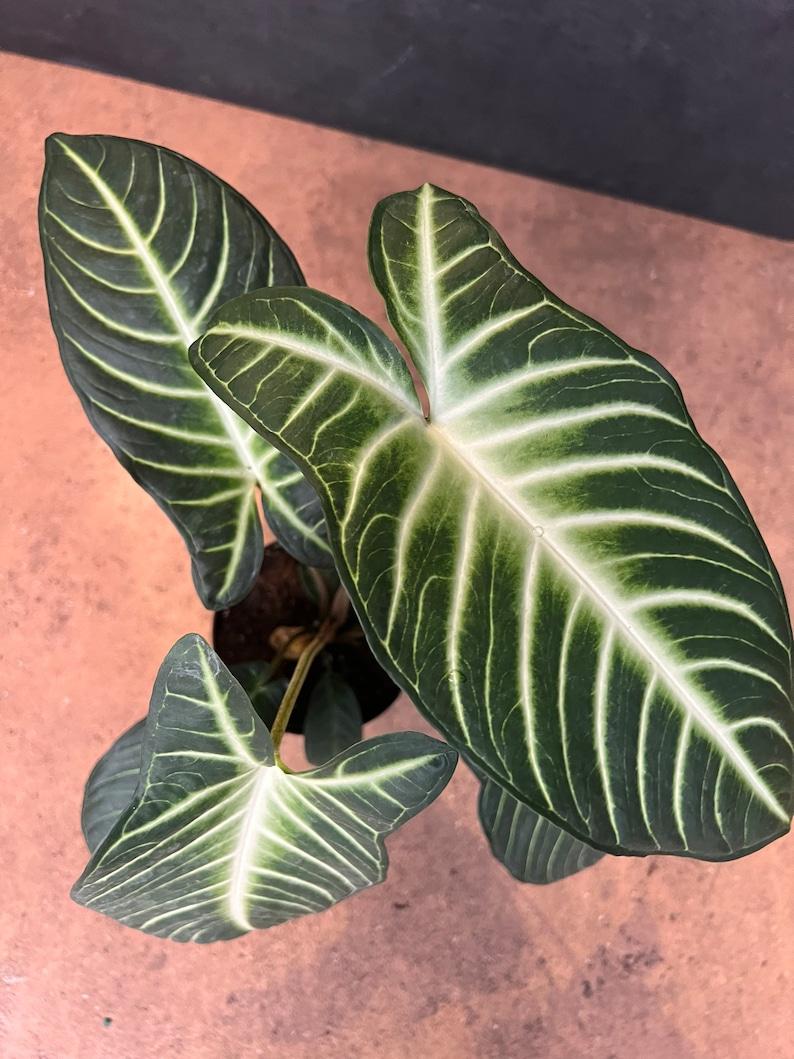 Xanthosoma Assorted - View 7 from www redcrocus com