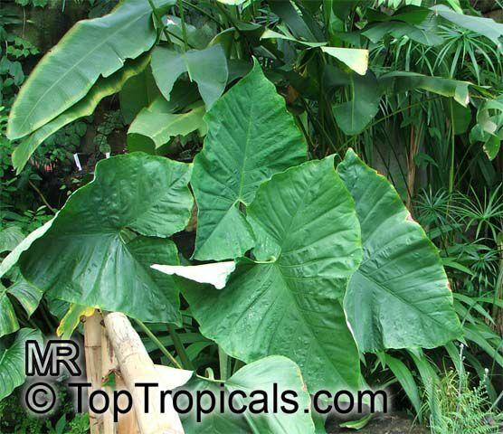 Xanthosoma Assorted - View 9 from www redcrocus com