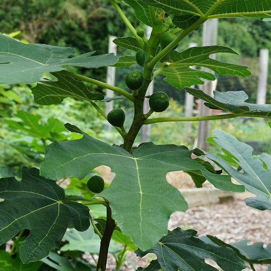 Ficus Carica Mission Standard - View 10 from www redcrocus com