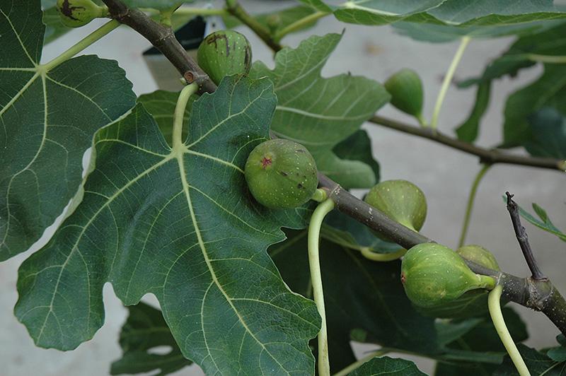 Ficus Carica Mission Standard - View 11 from www redcrocus com