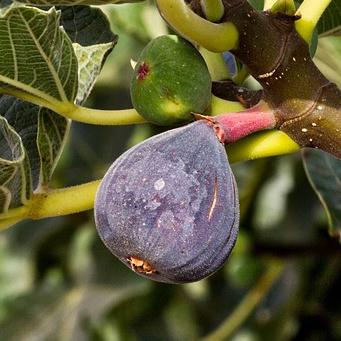 Ficus Carica Mission Standard - View 12 from www redcrocus com