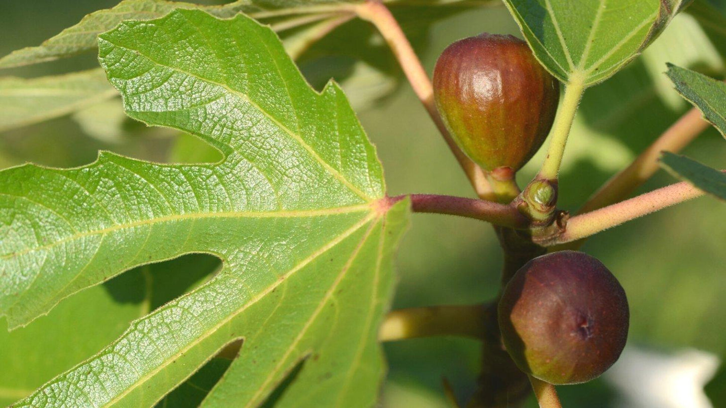 Ficus Carica Mission Standard - View 14 from www redcrocus com