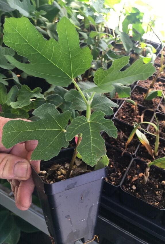 Ficus Carica Mission Standard - View 15 from www redcrocus com