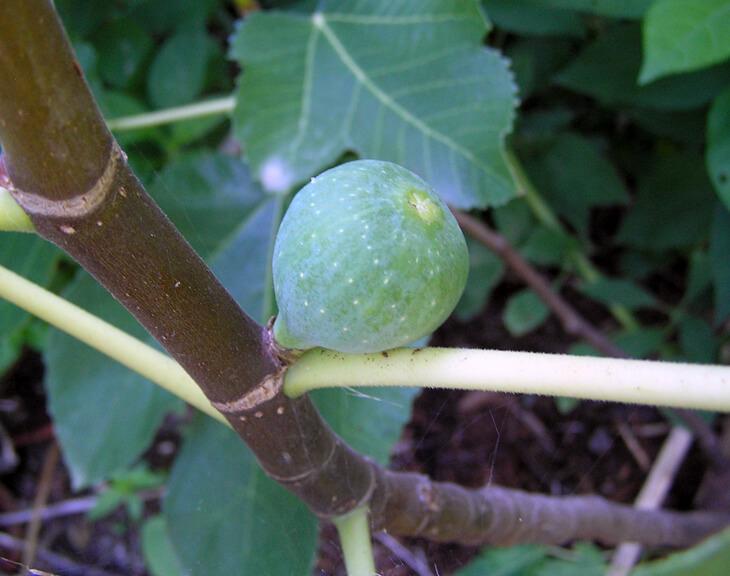Ficus Carica Mission Standard - View 16 from www redcrocus com