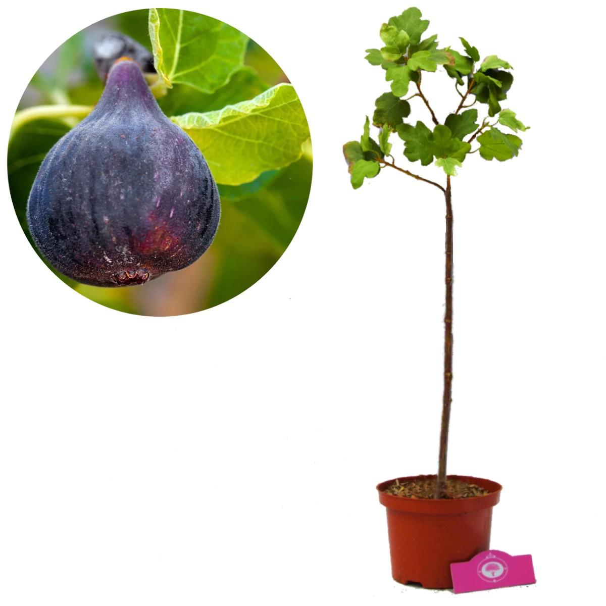 Ficus Carica Mission Standard - View 17 from www redcrocus com