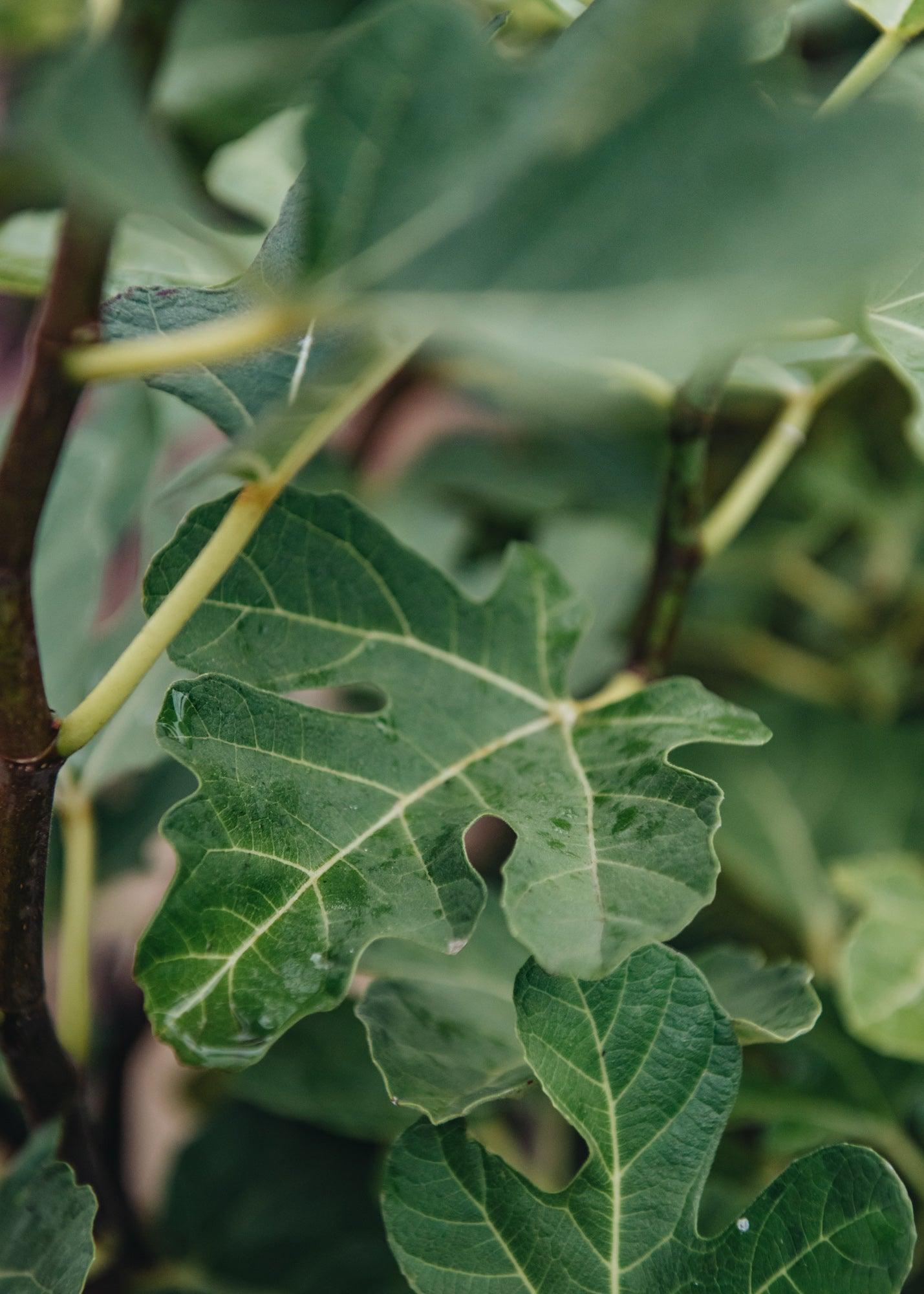 Ficus Carica Mission Standard - View 19 from www redcrocus com