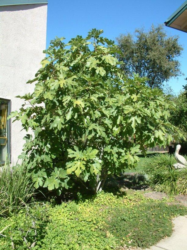 Ficus Carica Mission Standard - View 1 from www redcrocus com
