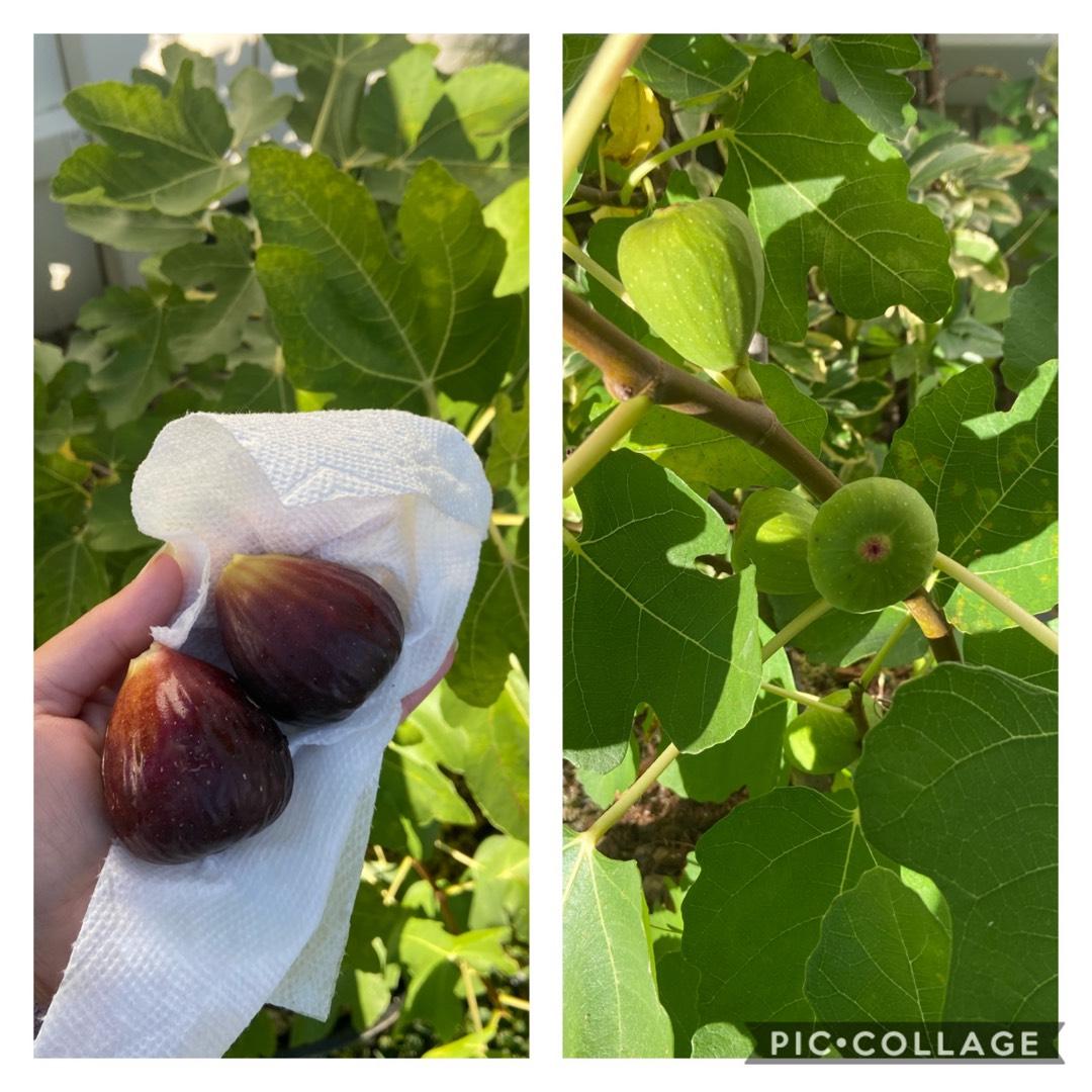 Ficus Carica Mission Standard - View 2 from www redcrocus com