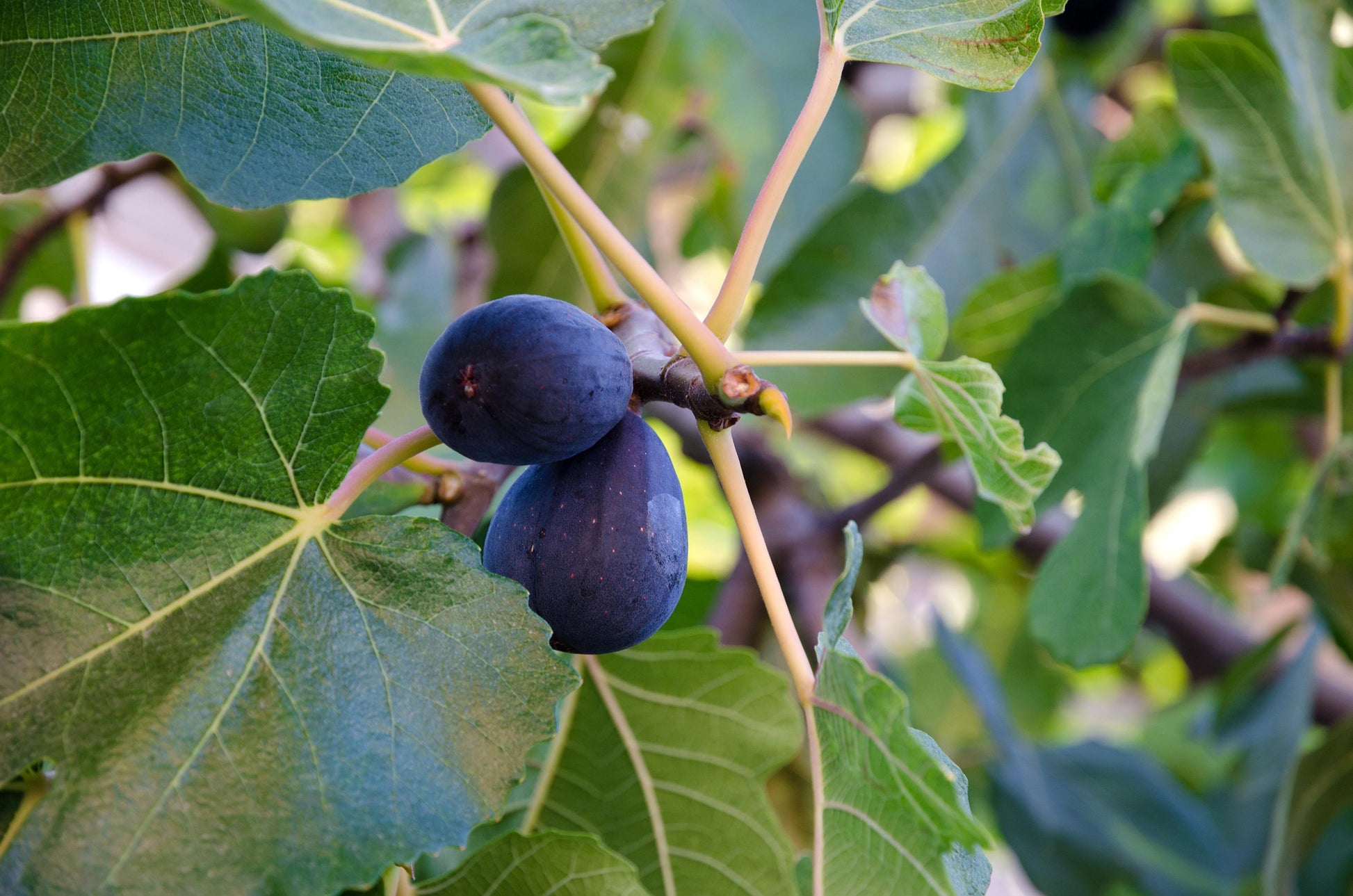 Ficus Carica Mission Standard - View 3 from www redcrocus com