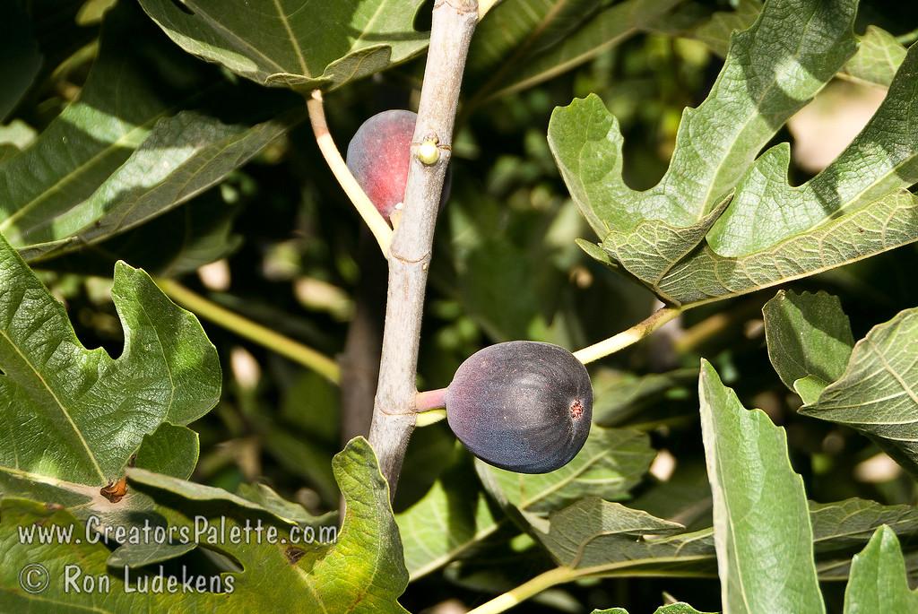 Ficus Carica Mission Standard - View 4 from www redcrocus com