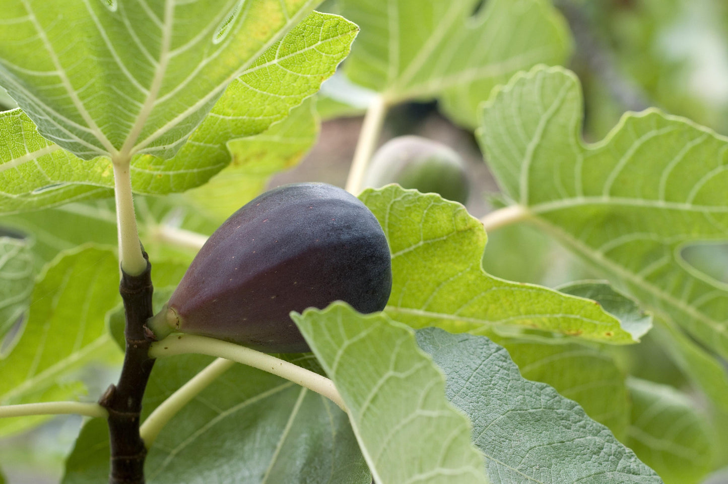 Ficus Carica Mission Standard - View 5 from www redcrocus com