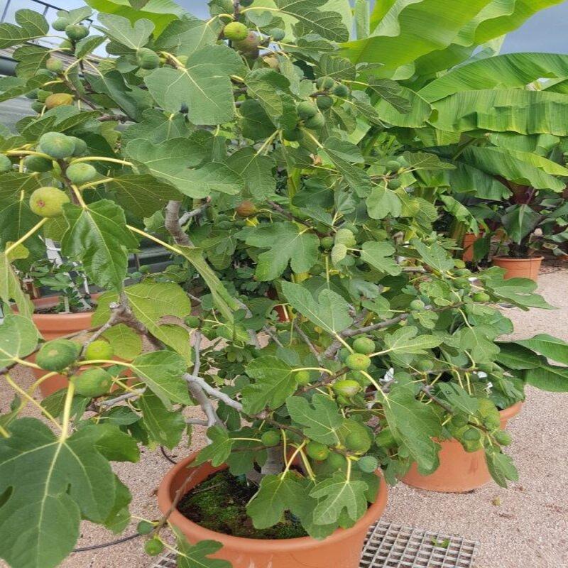 Ficus Carica Mission Standard - View 6 from www redcrocus com