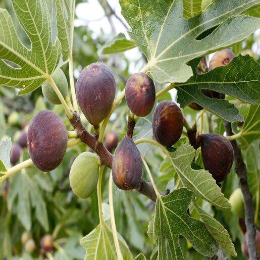 Ficus Carica Mission Standard - View 7 from www redcrocus com