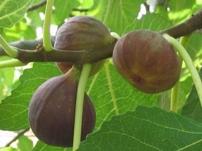 Ficus Carica Mission Standard - View 8 from www redcrocus com