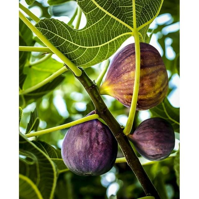 Ficus Carica Mission Standard - View 9 from www redcrocus com