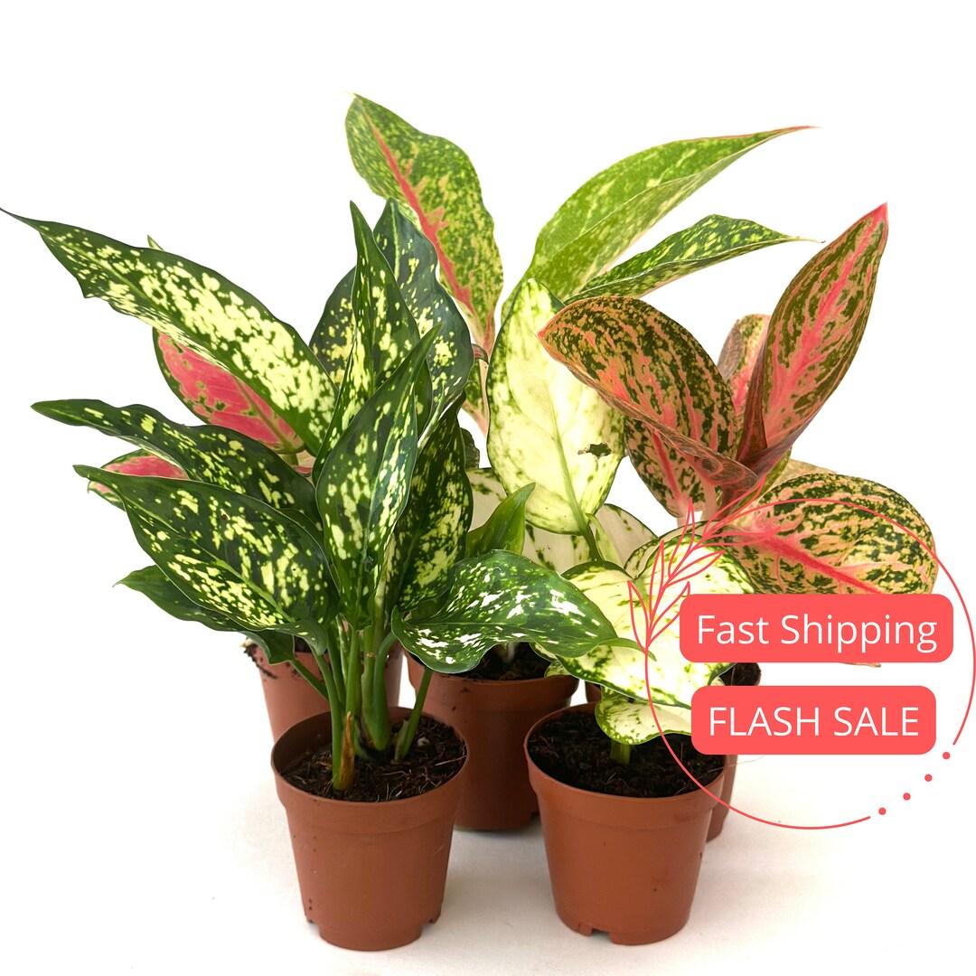 Aglaonema, Assorted - View 17 from www redcrocus com