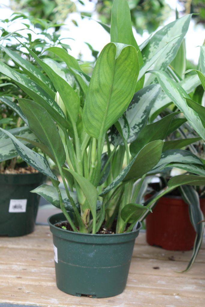 Aglaonema, Assorted - View 18 from www redcrocus com