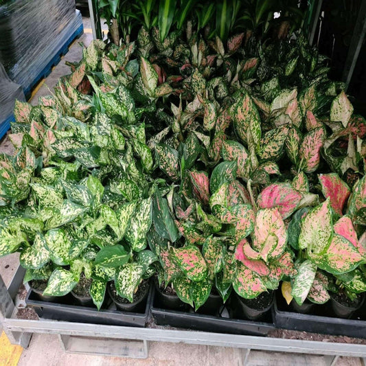 Aglaonema Assorted - View 1 from www redcrocus com