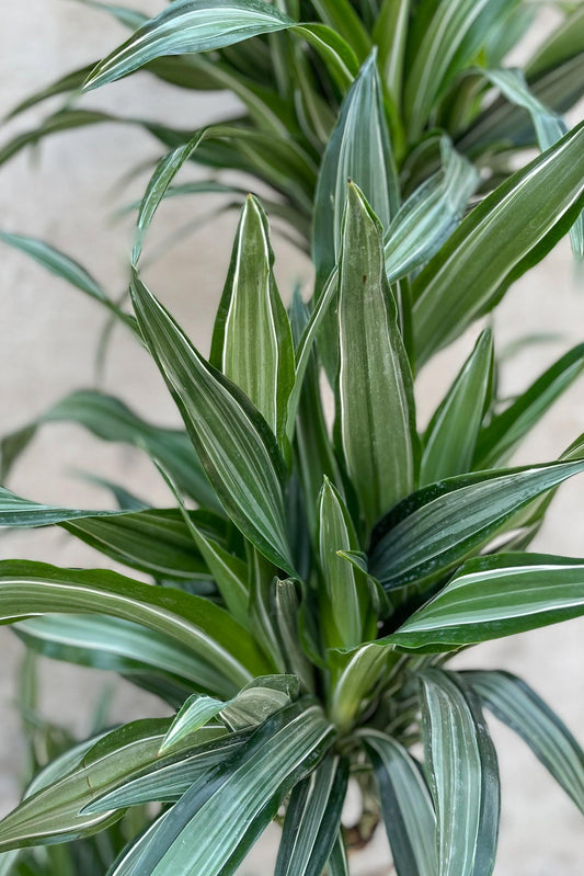 Dracaena Deremensis Ulises Cane - View 1 from www redcrocus com
