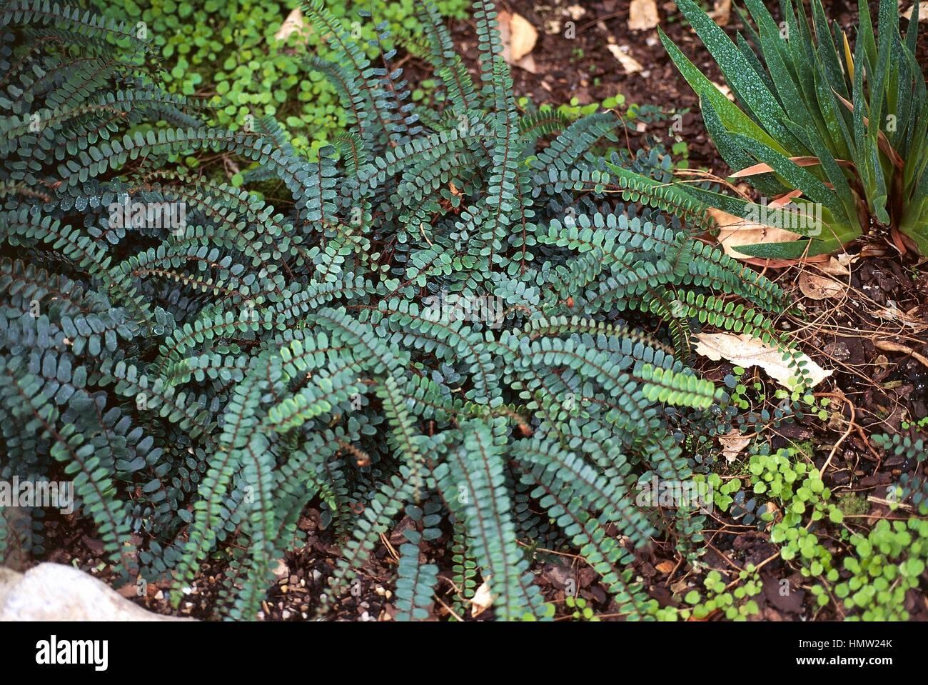 Fern Pellaea Assorted - View 10 from www redcrocus com