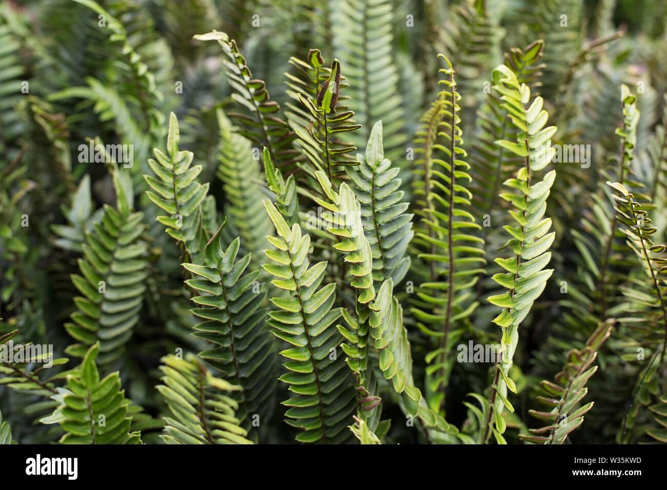 Fern Pellaea Assorted - View 11 from www redcrocus com