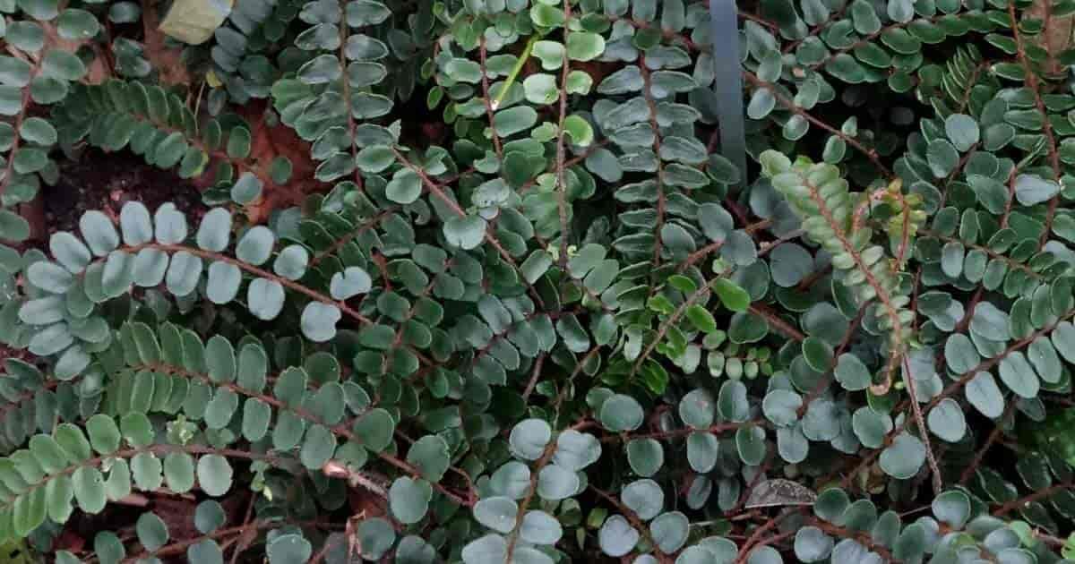 Fern Pellaea Assorted - View 14 from www redcrocus com