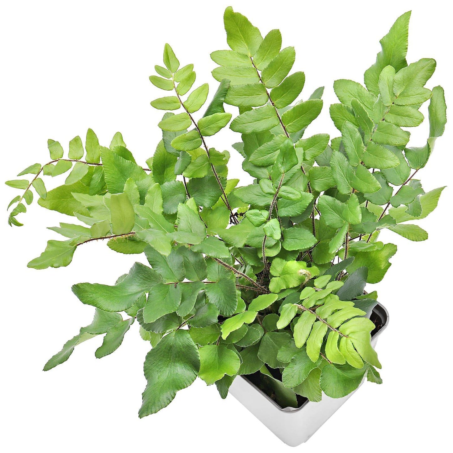 Fern Pellaea Assorted - View 16 from www redcrocus com