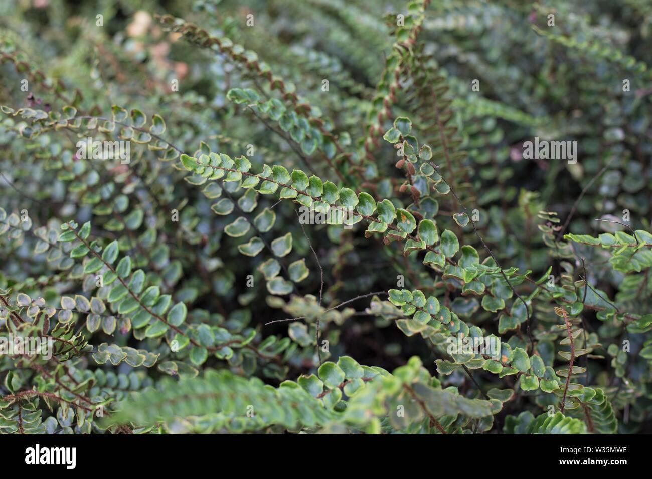 Fern Pellaea Assorted - View 17 from www redcrocus com