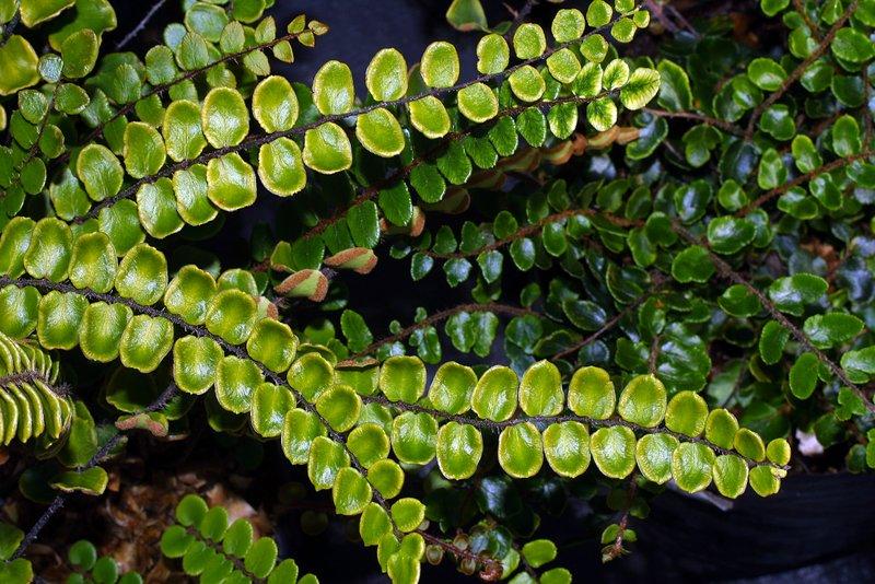 Fern Pellaea Assorted - View 18 from www redcrocus com