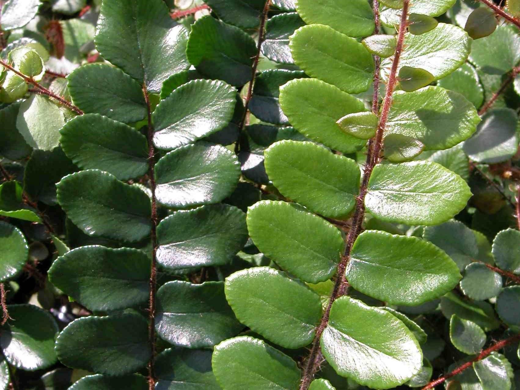 Fern Pellaea Assorted - View 19 from www redcrocus com