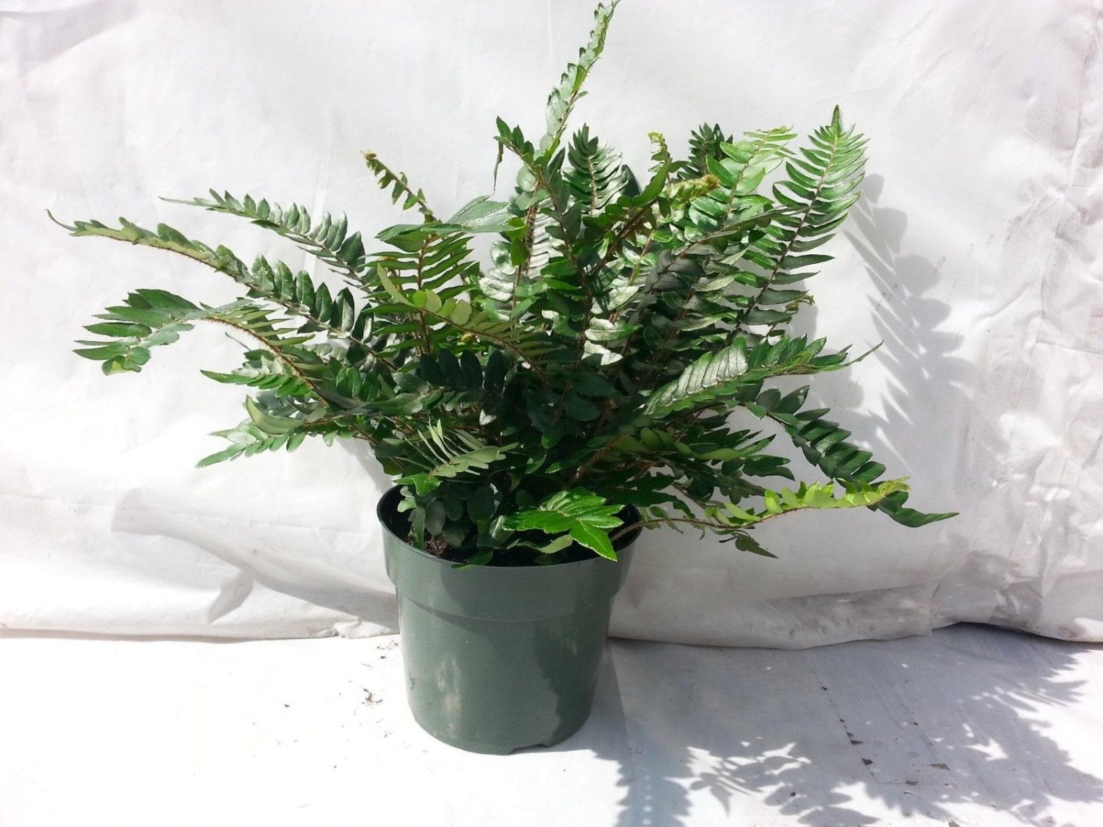 Fern Pellaea Assorted - View 1 from www redcrocus com