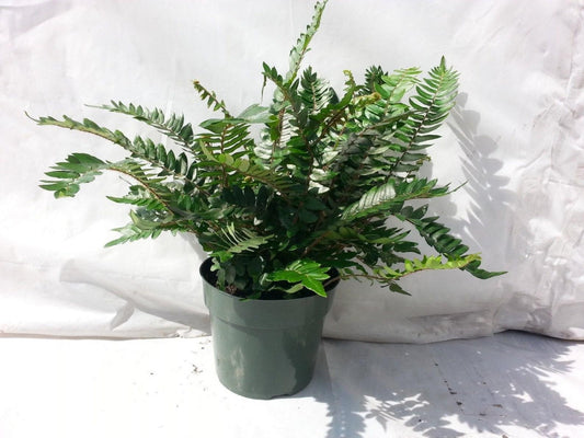 Fern Pellaea Assorted - View 1 from www redcrocus com