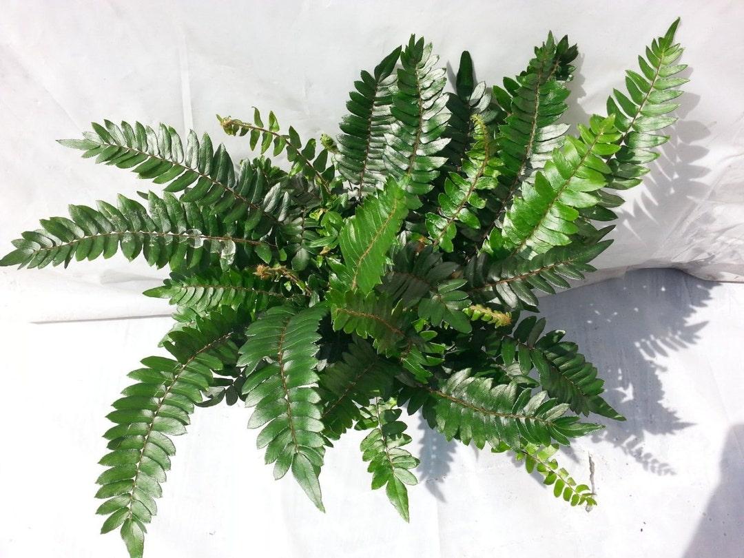 Fern Pellaea Assorted - View 2 from www redcrocus com