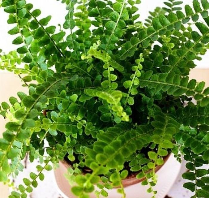 Fern Pellaea Assorted - View 3 from www redcrocus com
