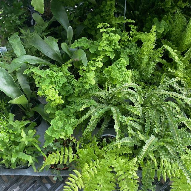 Fern Pellaea Assorted - View 4 from www redcrocus com