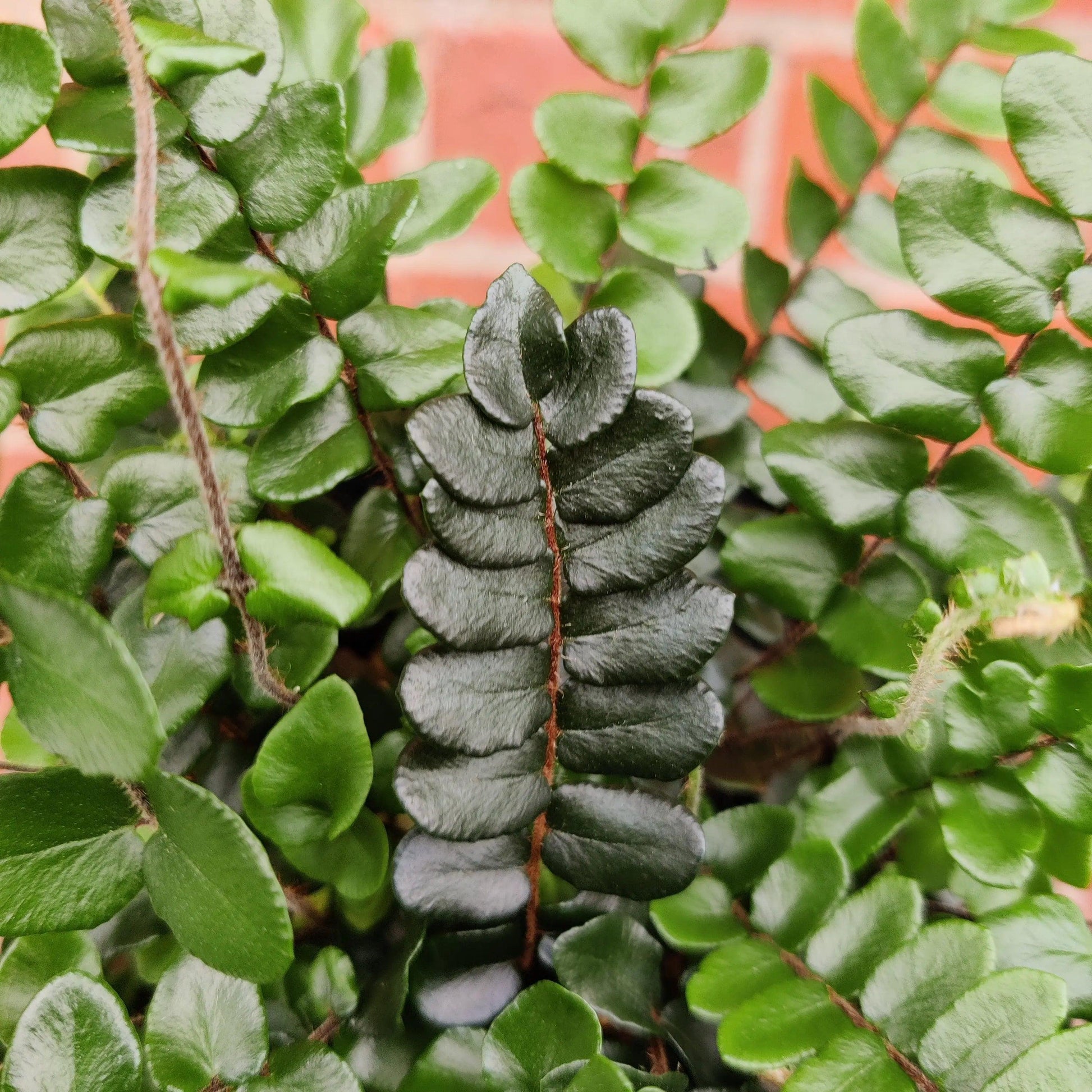 Fern Pellaea Assorted - View 5 from www redcrocus com