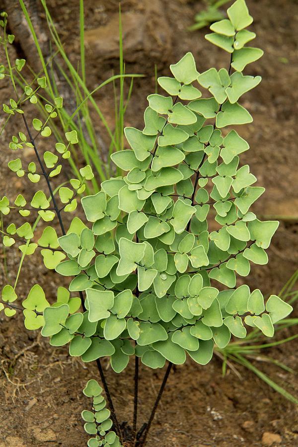 Fern Pellaea Assorted - View 7 from www redcrocus com
