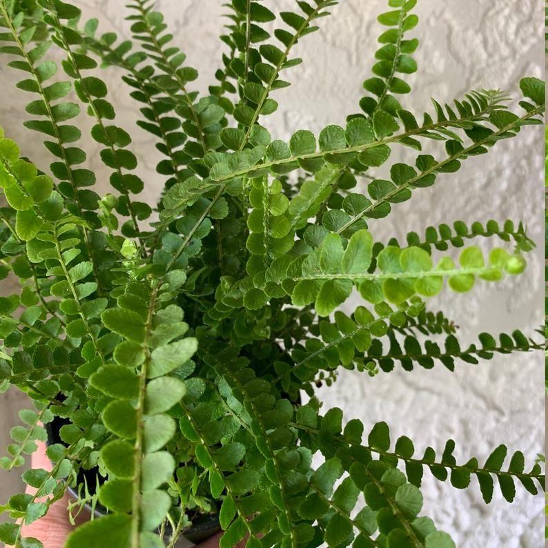Fern Pellaea Assorted - View 8 from www redcrocus com