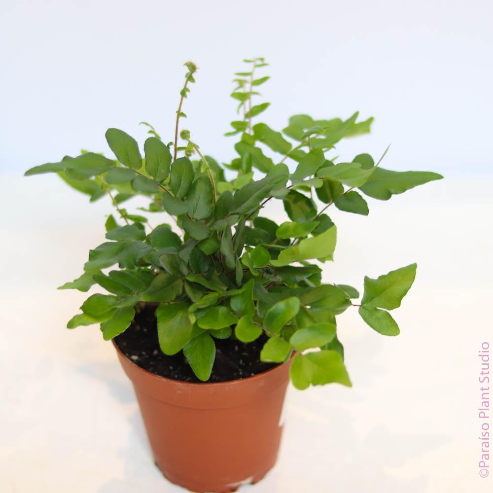 Fern Pellaea Assorted - View 9 from www redcrocus com