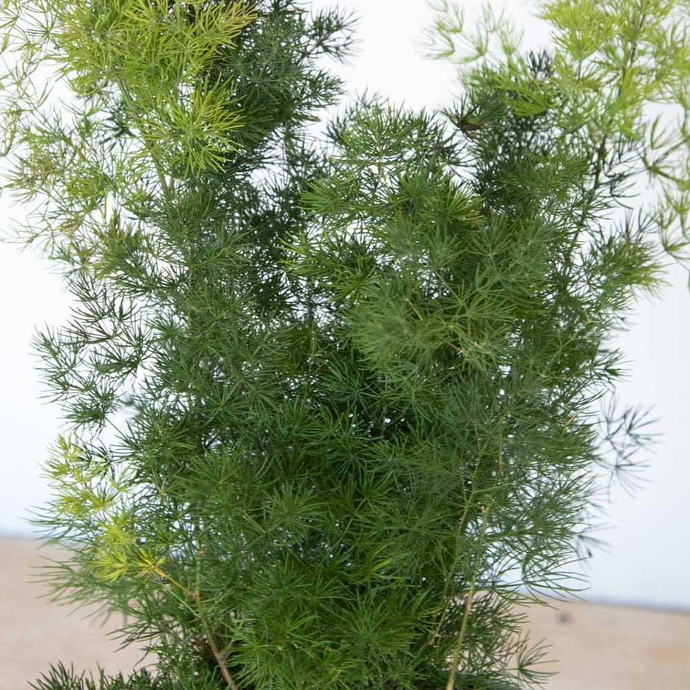 Fern, Asparagus Macowanii (ming Fern) - View 10 from www redcrocus com
