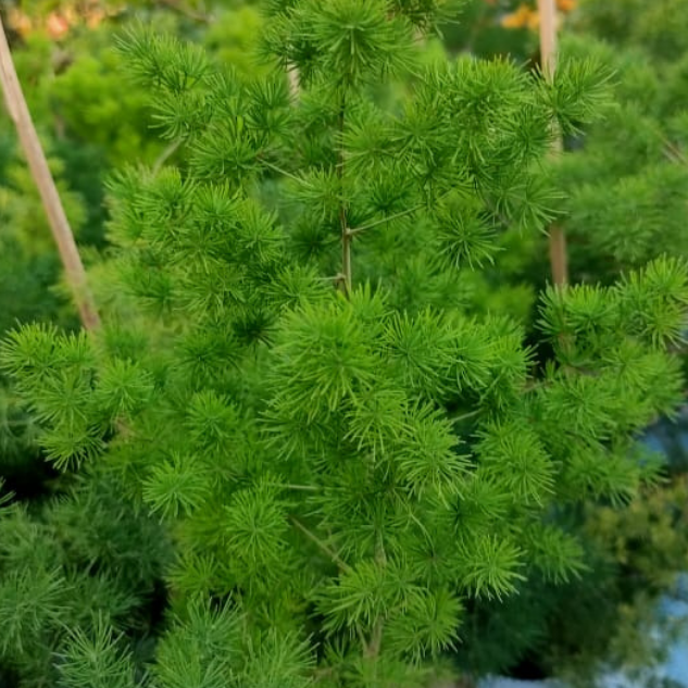 Fern, Asparagus Macowanii (ming Fern) - View 12 from www redcrocus com