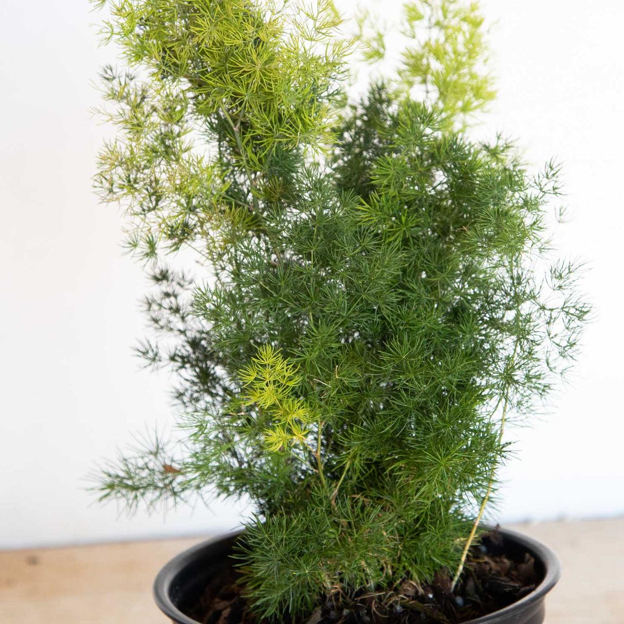 Fern, Asparagus Macowanii (ming Fern) - View 15 from www redcrocus com