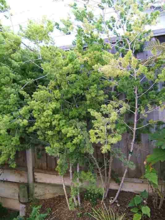 Fern, Asparagus Macowanii (ming Fern) - View 16 from www redcrocus com