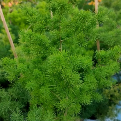 Fern, Asparagus Macowanii (ming Fern) - View 17 from www redcrocus com